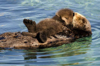 Illustration for article titled It's been a long day, so here's a cute baby otter to heal your ailments